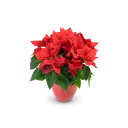 Poinsettia